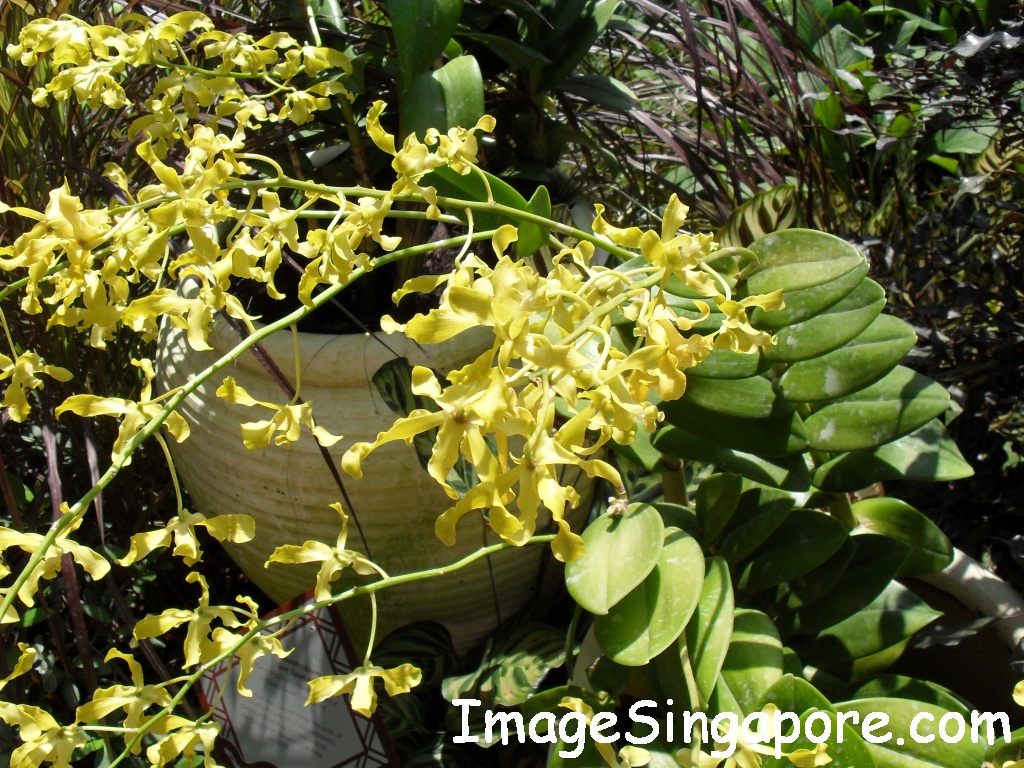 Dendrobium Tien Soeharto